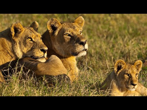 Lion Documentary - Lion Pride of Bostwana | Wild Planet Full HD