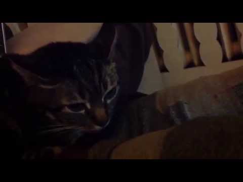 fat cat slim feat. Benny Benassi