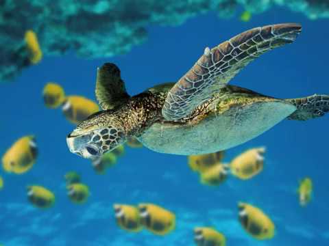 Clarinettologia ( 1 )