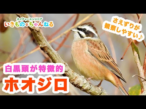 IUCN分類における絶滅の危険性を示す図。