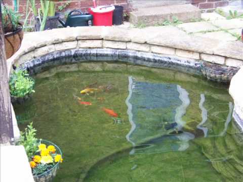 How to build a garden fish pond (update)