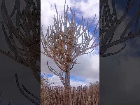 zona rural de Caetanos Bahia