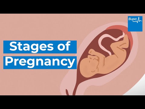 Stages of pregnancy – how your baby develops