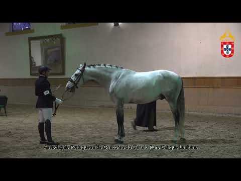 230128 34 Namorico da Misericórdia - Aprovação de Garanhões