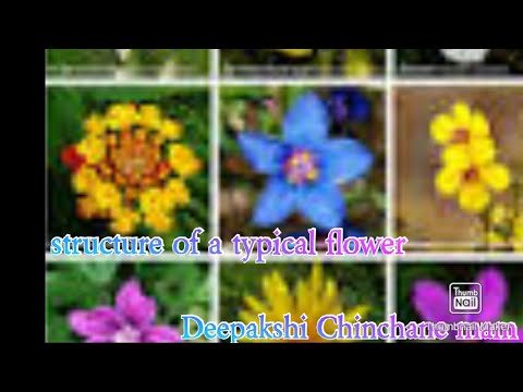 Structure of a typical Flower