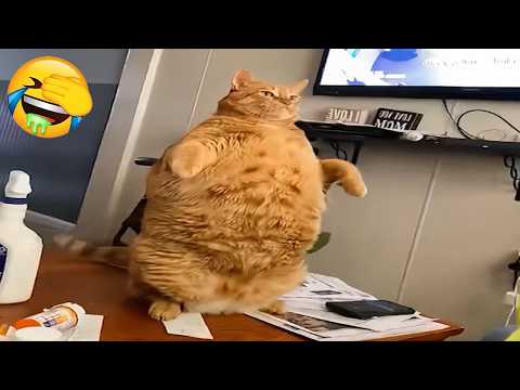 New Funniest Cats Videos😼Try Not To Laugh😜Daily Serving of Internet Cats Part 17