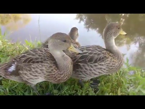 Video N° 3 Crianza de Patos Silvestre