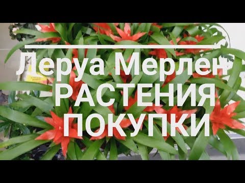 Леруа Мерлен/ДолларовоеДерево/Растения/Покупки