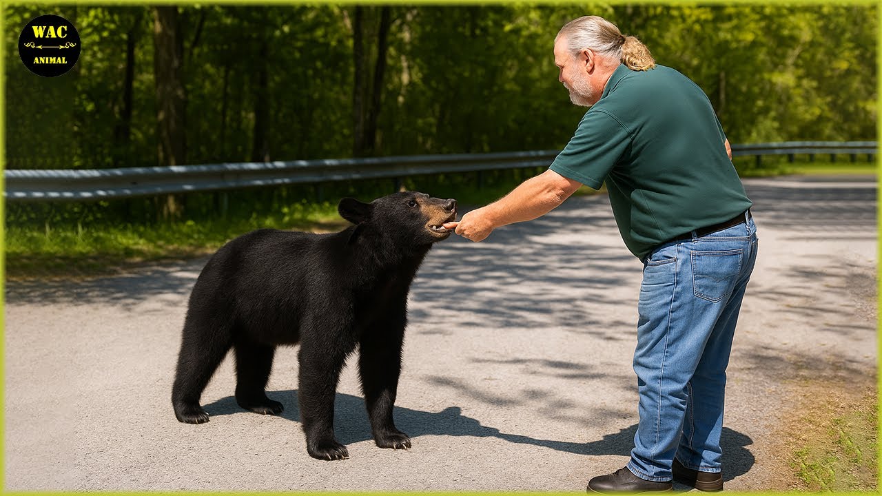 50 Real Life Superheroes Caught on Camera! #21 | Animals That Asked People for Help & Kindness! #42
