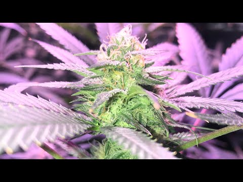 Afghan kush series episode 9