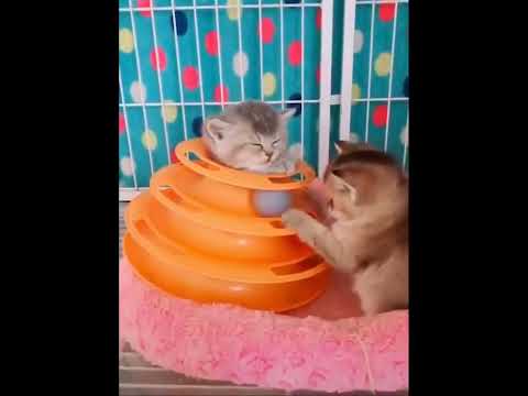 funniest animal videos of 2022 - funny golden retriever btdogs and cutest golden puppies  V.18397 #