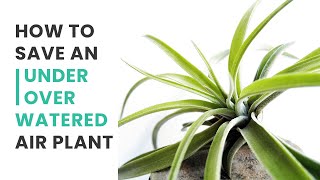BEST TIPS | HOW TO SAVE YOUR UNDERWATERED AND OVERWATERED AIR PLANTS | TILLANDSIA CARE GUIDE