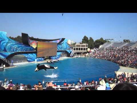 “One Ocean” Shamu Show with Killer Whale's at Sea World, San Diego part 1