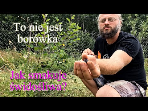 To nie jest borówka. Jak smakuje świdośliwa? Próbujemy pierwszy raz - Ogrodowe pierdamony 159