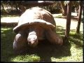 Tommy The Galapagos Tortoise In Harare Zimbabwe
