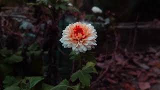 Beautiful Flower / Nature Whatsapp Status Video 💕💕 Nature beauty❤️ | WhatsApp Status | @Rakib Via