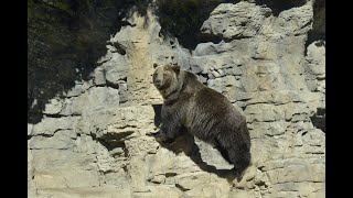 Saint Louis Zoo Live Stream live webcam