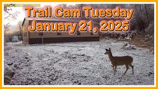 Trail Cam Tuesday - January 21, 2025
