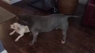 Lyle Lovett would love a playful dog sibling.