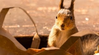 preview picture of video 'a short squirrel movie'