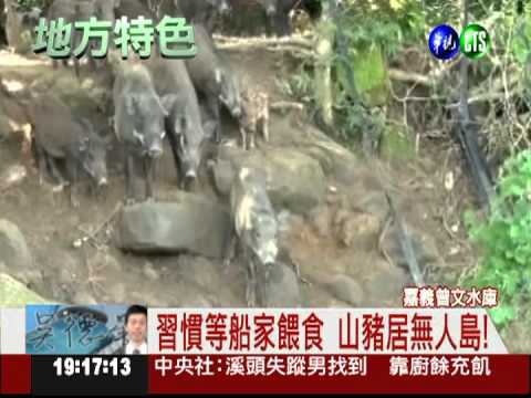 無人島被攻佔! 船家獵捕山豬王