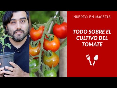 , title : 'Cómo sembrar tomate, desde la semilla hasta la cosecha super fácil! Como plantar tomates en macetas'