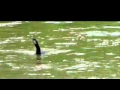Cormorant Swallowing Snake