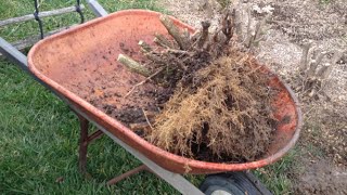 How to Remove a Hedge and Dig out the Stumps