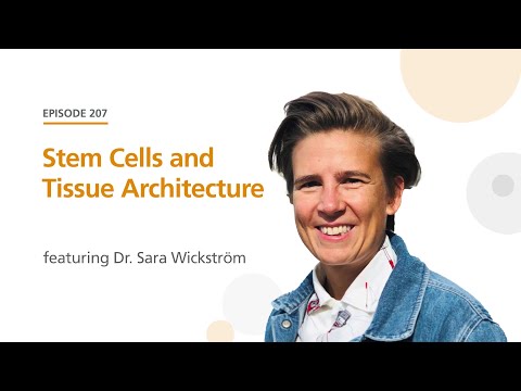 Stem Cells and Tissue Architecture featuring Dr. Sara Wickström | The Stem Cell Podcast