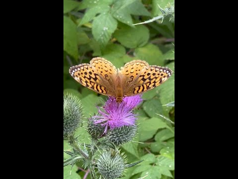 , title : 'Butterfly 🦋 Gathering Milk Thistle Nectar in Eustis ⛰ Maine 🌲