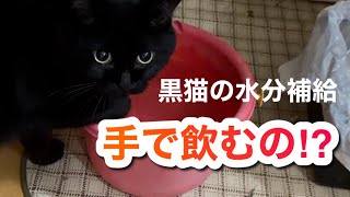 【黒猫】撫でられると振り向く甘えん坊猫！手で水分補給する保護猫キキの夏の日常🐈‍⬛