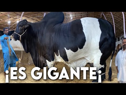 6 BEST CATTLE BREEDS FOR FATTENING, VERY PROFITABLE