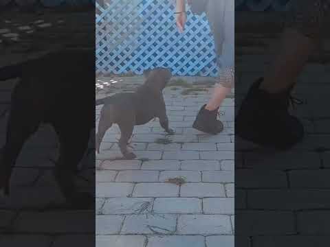 Professional Dog Training by Ryan Conklin video.