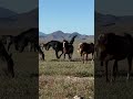 @wild horse breeding #horse #itsthehorsesforme #animals #horseriding