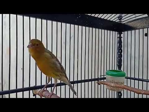 Yellow Canary singing video - Canary Training Song - Song Lorem Canarias - Your canary will sing