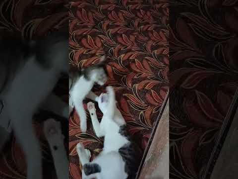 chunnu munnu ki fight