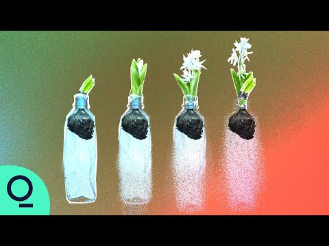 吃塑料的细菌能拯救地球吗（Could Plastic-Eating Bacteria Save The Planet?）