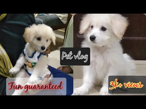 My new Lhasa Apso || intro of my puppy || pet vlog || by Ashni
