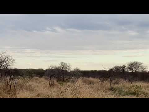 Blue Wildebeest Trophy with Elandpro Safaris