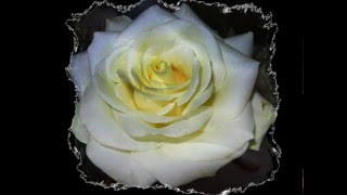 Rosenstolz Mir muss es nicht gut geh`n