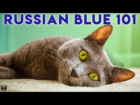 RUSSIAN BLUE CAT 101 - Watch This Before Getting One!