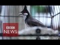 Singapores love of birdsinging - BBC News - YouTube