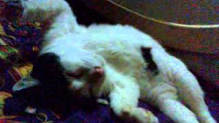 Download lagu Kucing edan.3gp mp3