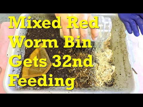 Continuous flow style mixed red worm bin fed again after 10 days - vermicompost