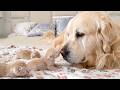 This Golden Retriever Meets Newborn Kittens For The First Time