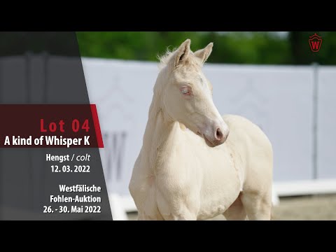 Fohlen-Auktion 26. - 30. Mai Lot 04 A kind of Whisper K Hengst v. A kind of Magic - Can Dance
