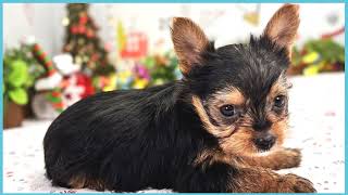 ペットショップCOO&RIKU No00703797(ヨークシャーテリア)