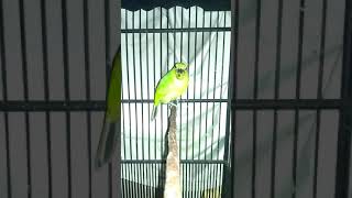 Download lagu suara khas cucak ijo lokal banyuwangi dari hutan merubetiri mp3