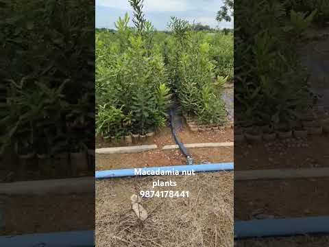 Macadamia nut grafted plants, country of orig in : made in i...