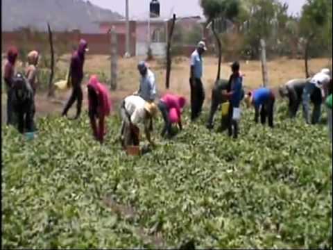 fiesta de san isidro # 1